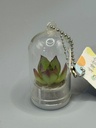 Baby plant Pocket Tree