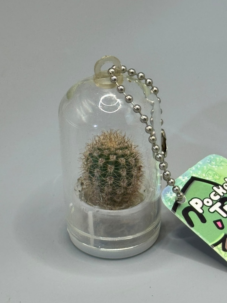 Baby plant Pocket Tree
