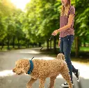 Nite ize RadDog All-In-One Collar + Leash (Medium Blue)