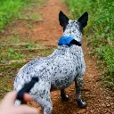 Nite ize RadDog All-In-One Collar + Leash (Medium Blue)