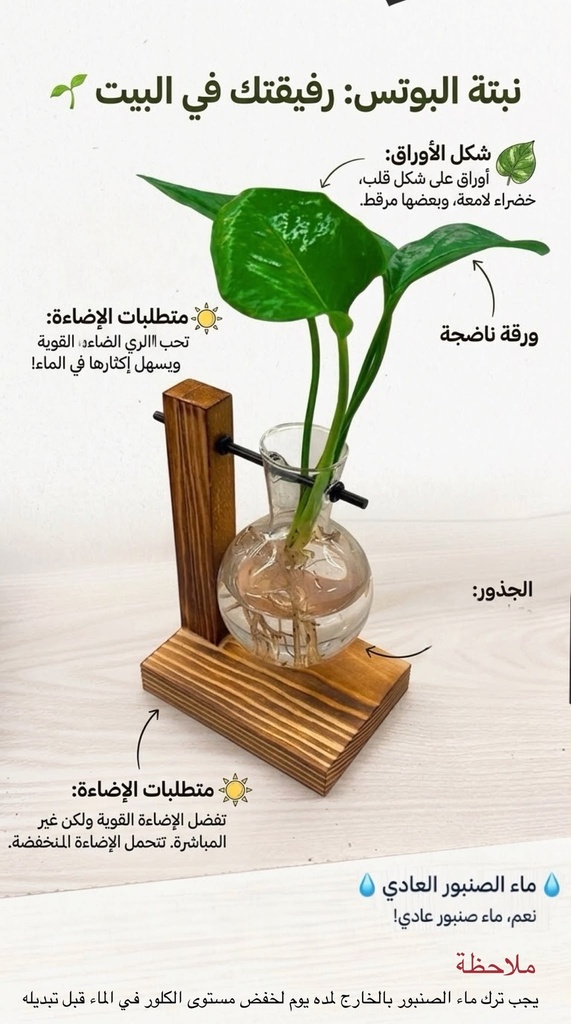 Pothos plant Tree 